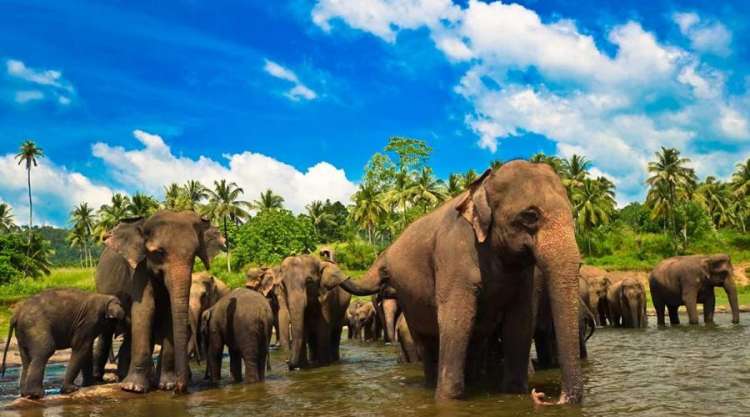 Polonnaruwa: ofranotrofio degli elefanti